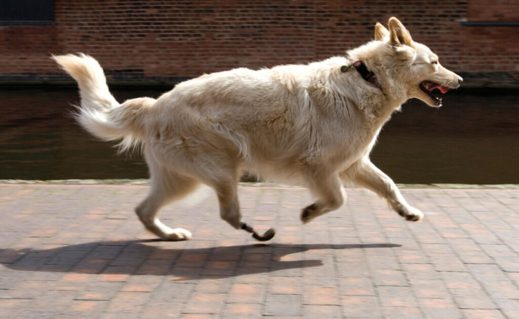 A white dog running, representing the impact of a design thinking training session held at Xavier University.